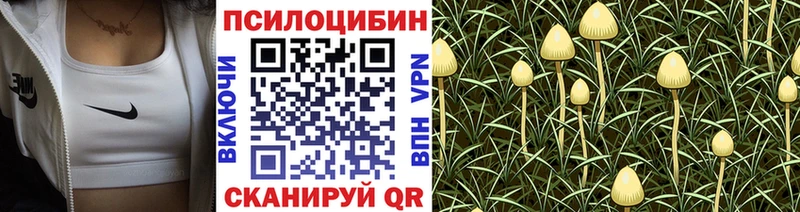 Псилоцибиновые грибы Psilocybe  Купить  Фролово